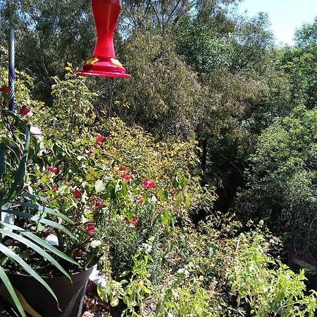 Charming Sunny Bedroom Overlooking Beautiful Amsterdam Avenue In Best Condesa Area 墨西哥城 外观 照片