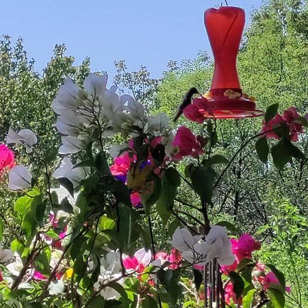 Charming Sunny Bedroom Overlooking Beautiful Amsterdam Avenue In Best Condesa Area 墨西哥城 外观 照片