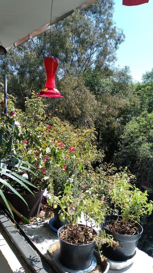 Charming Sunny Bedroom Overlooking Beautiful Amsterdam Avenue In Best Condesa Area 墨西哥城 外观 照片